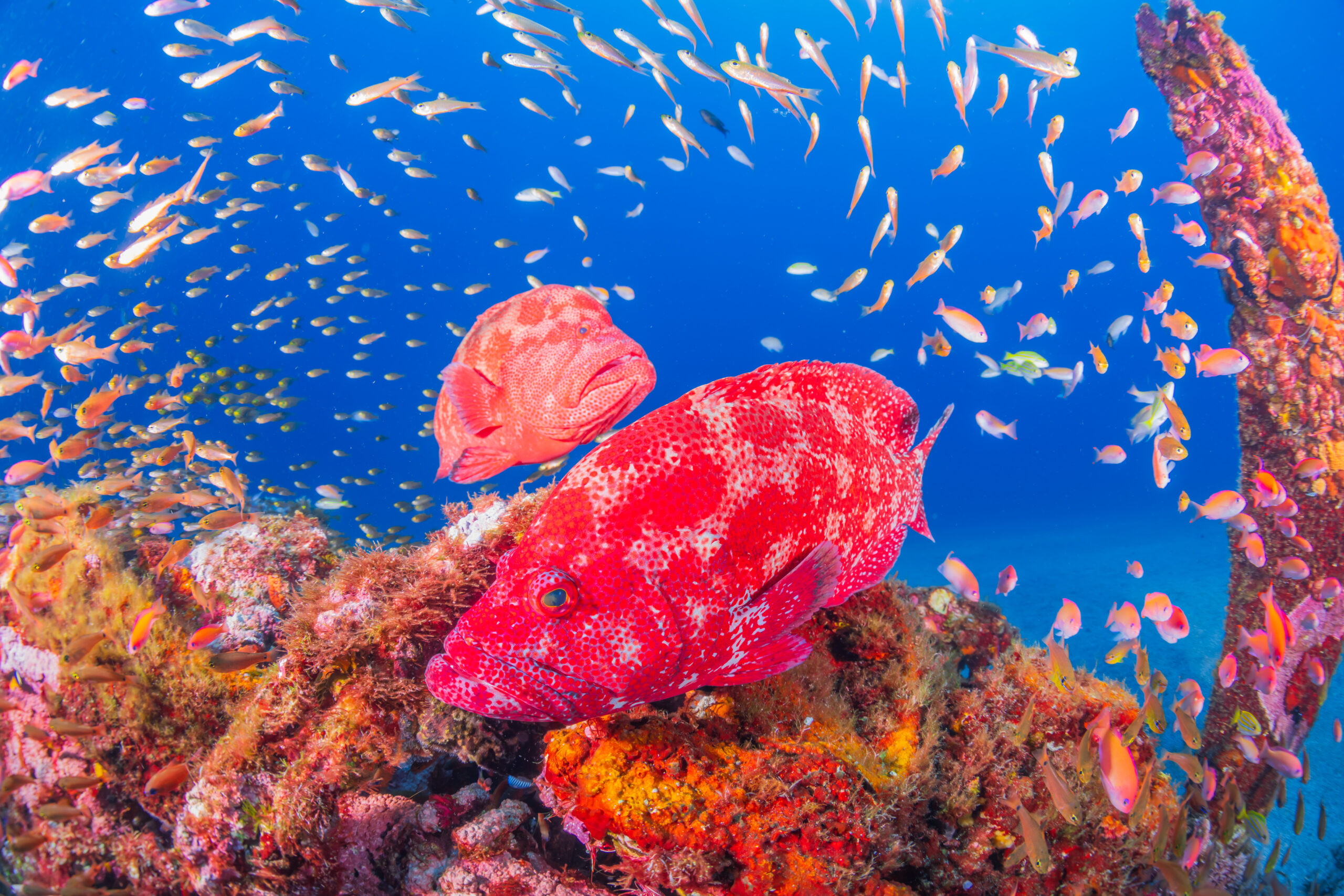 屋久島ダイビングツアー【常夏の海を満喫！】①07.14-19