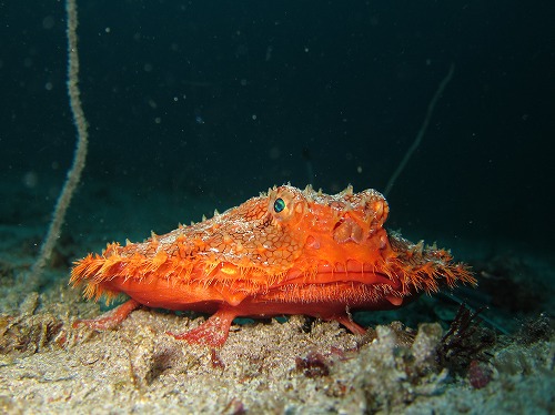 季節限定生物の深海魚アカグツ