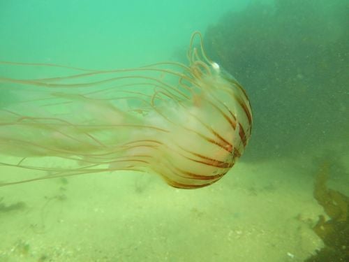 海の危険生物：アカクラゲ