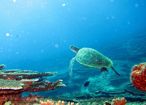ダイビング中 見たアオウミガメ
