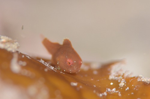 季節限定生物のダンゴウオ