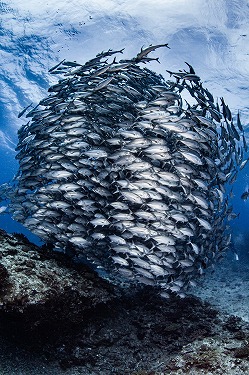 粟国島：ギンガメアジの群れ