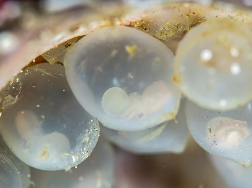 卵の中で形ができてきたハナイカ