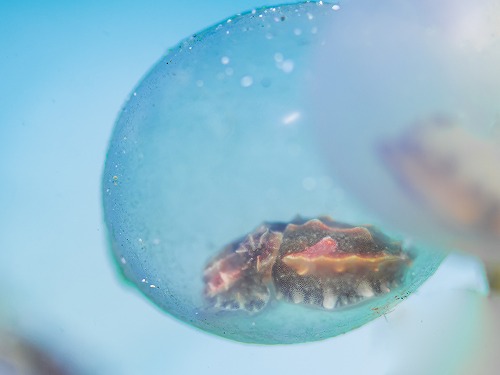 ハッチアウト寸前のハナイカ