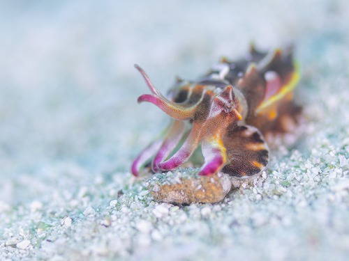 ダイビング中に見られるハナイカ