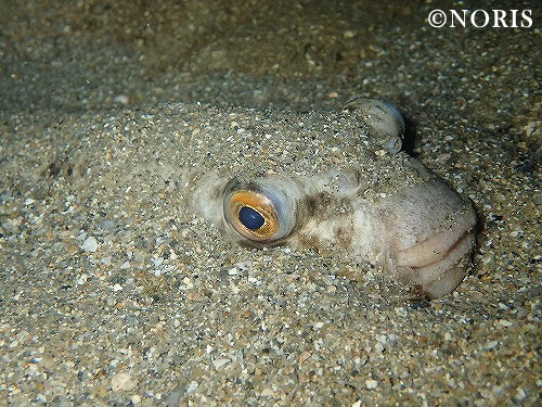 ダイビングの魅力：夜の海