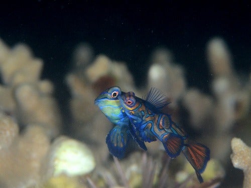 奄美大島のニシキテグリ