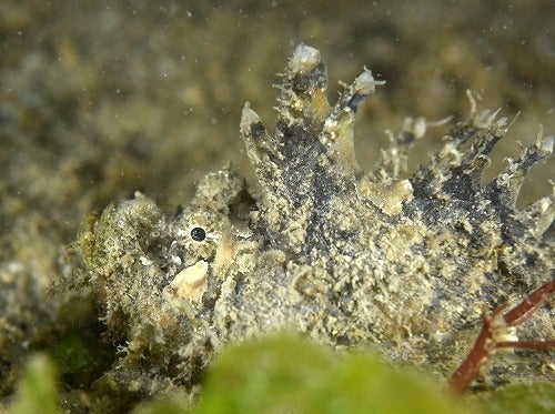 海の危険生物：オニオコゼ