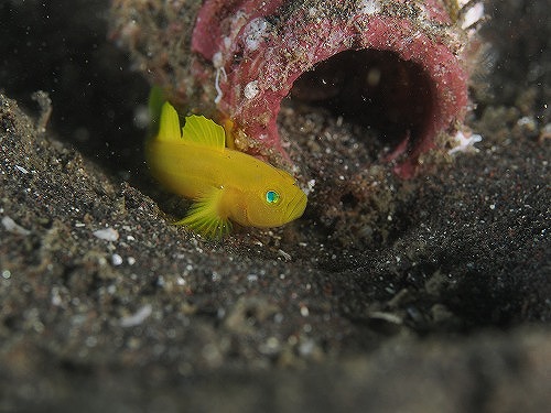 大瀬崎のミジンベニハゼ