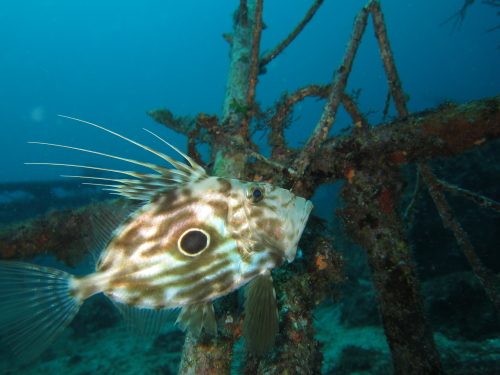 主に冬の海で見られるマトウダイ