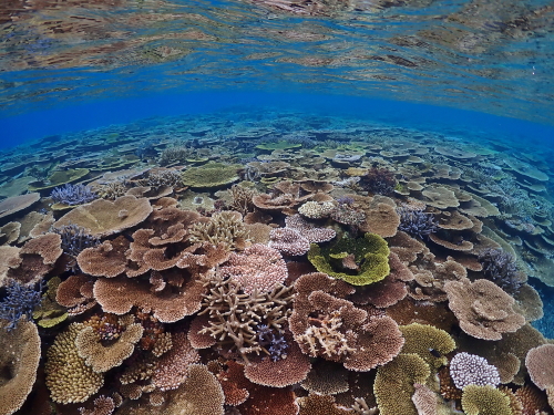 西表島のサンゴの群生