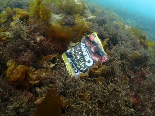 海水浴時に風で飛ばされたゴミ