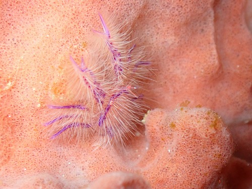 サクラコシオリエビ