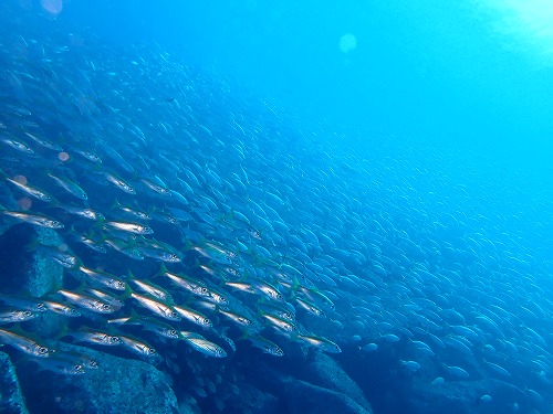 和歌山・須江の海での潜り納め