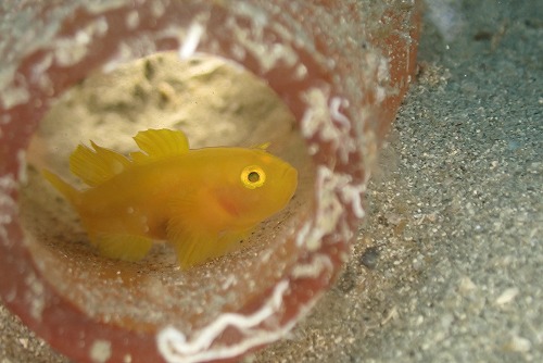 内浦ビーチではミジンベニハゼも