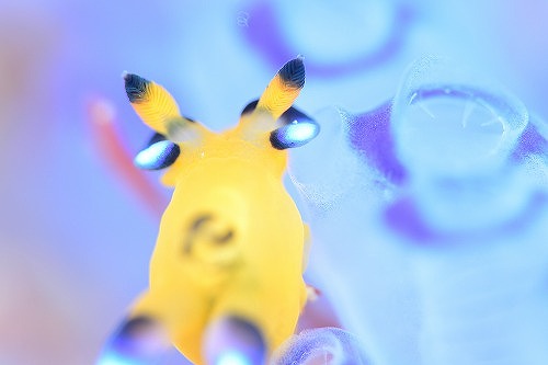 大人気のウデフリツノザヤウミウシ、通称:ピカチュウ