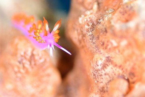 ミノウミウシ系のルージュミノウミウシ