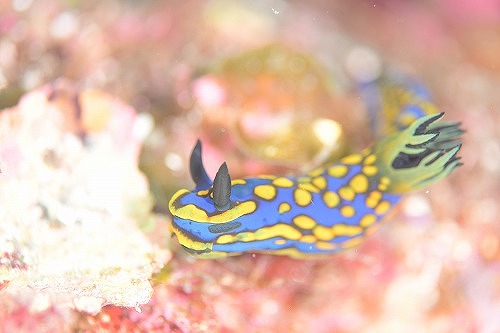 リュウグウウミウシ系のサガミリュウグウウミウシ