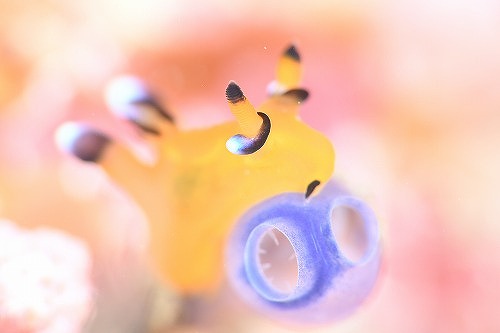 ウデフリツノザヤウミウシ