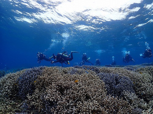 サンゴの保護