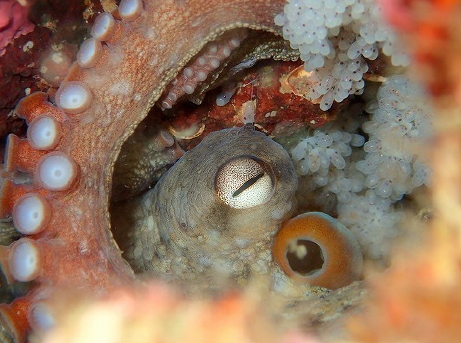 タコ（マダコ）と卵